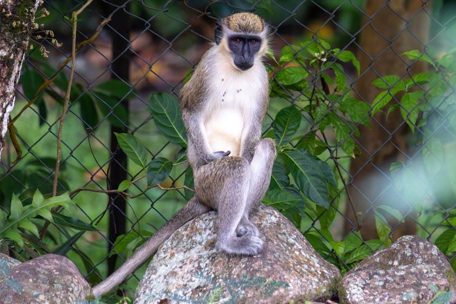 christophe pelissier pourrait : actu sport - SportNews24