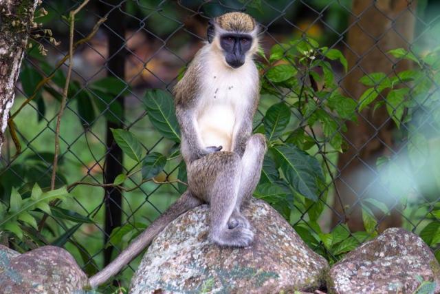 Christophe pelissier pourrait limoge lorient : actualité sportive Christophe pelissier pourrait limoge lorient : actualité sportive